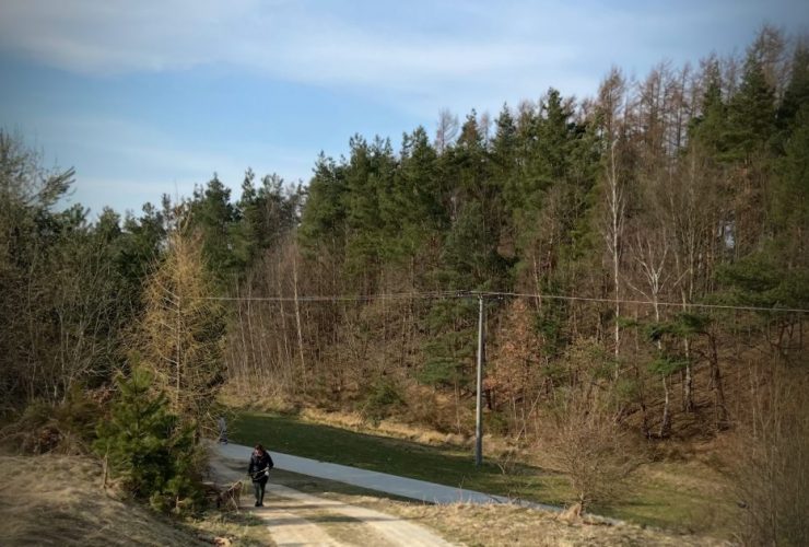 Lasy w dzielnicy Gdynia Chwarzno - Wiczlino