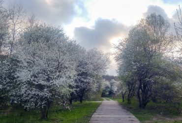 Sad miejski w Gdyni? To możliwe! 33 Sad miejski w Orłowie